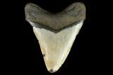 Fossil Megalodon Tooth - North Carolina #124691-2